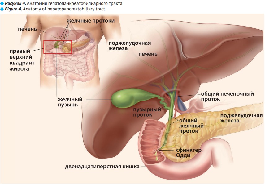 Синдром раздраженного кишечника и патология билиарного тракта. Клинический разбор рисунок 4 | Гастроканон